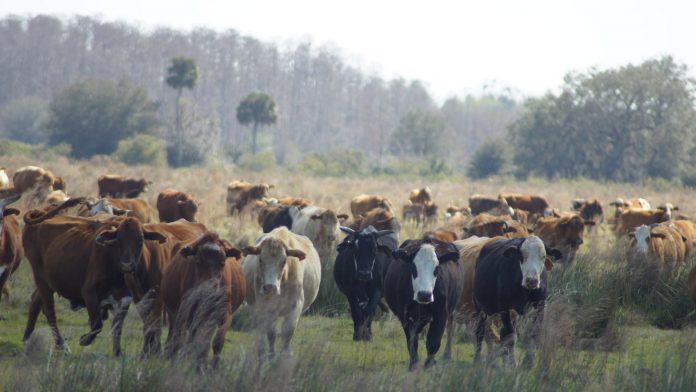 Deseret Ranches cattle